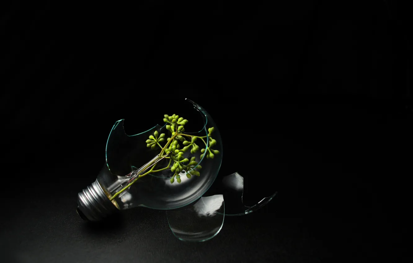 Photo wallpaper greens, fragments, lamp