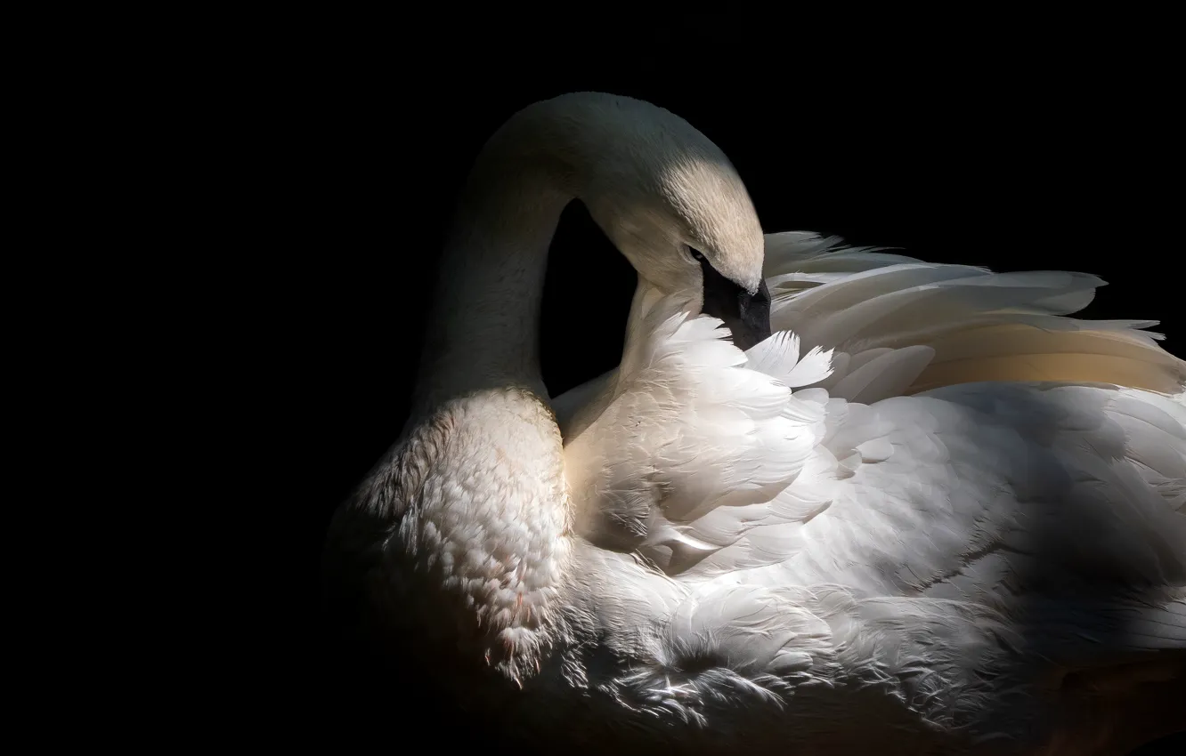 Photo wallpaper white, light, pose, bird, black background, swans