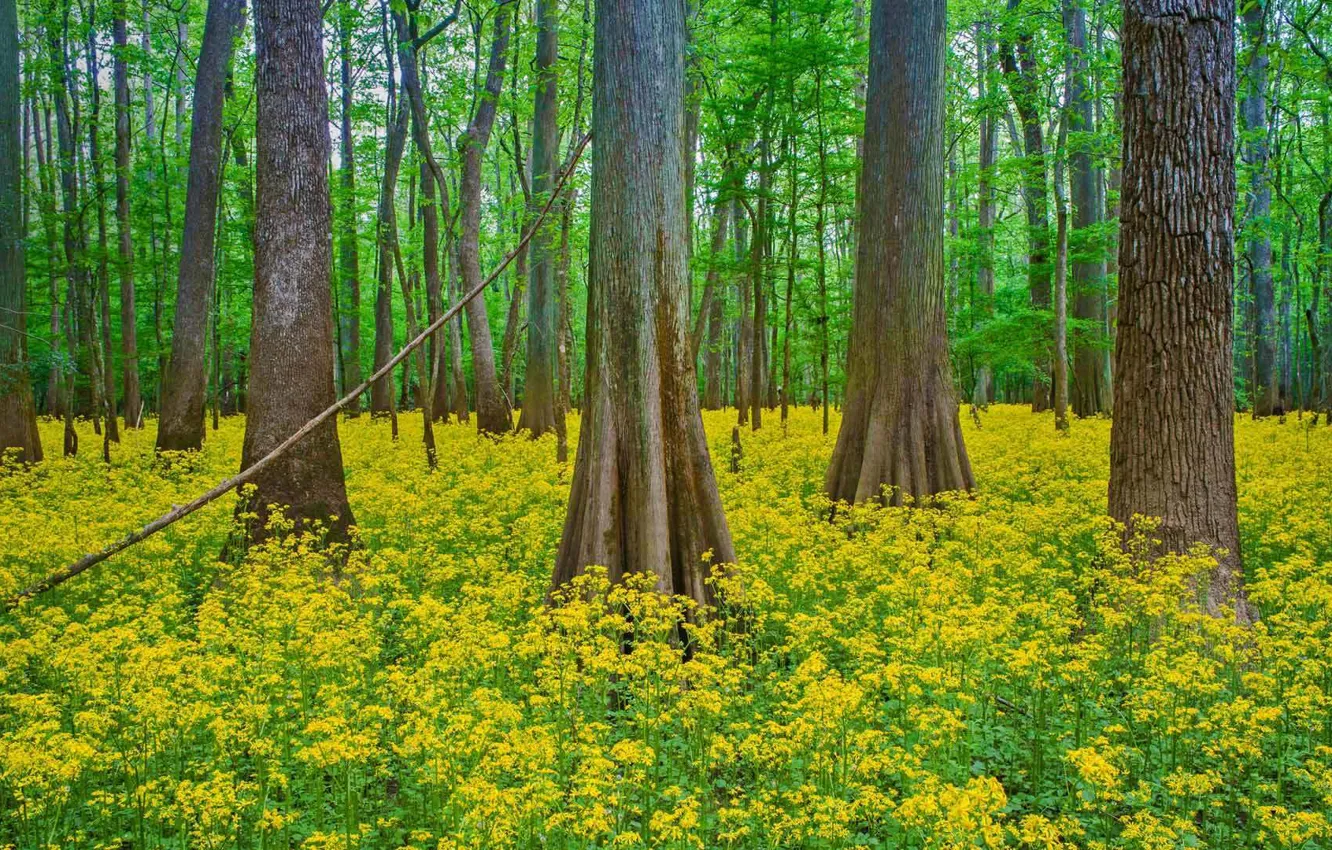Photo wallpaper forest, trees, flowers, South Carolina, USA, Congaree National Park
