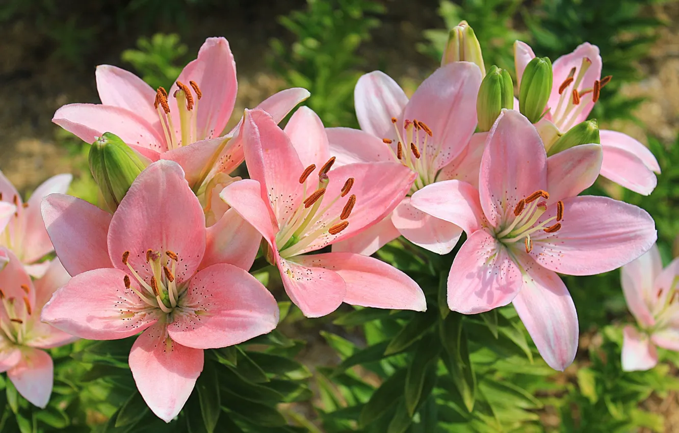 Photo wallpaper flowers, Lily, pink