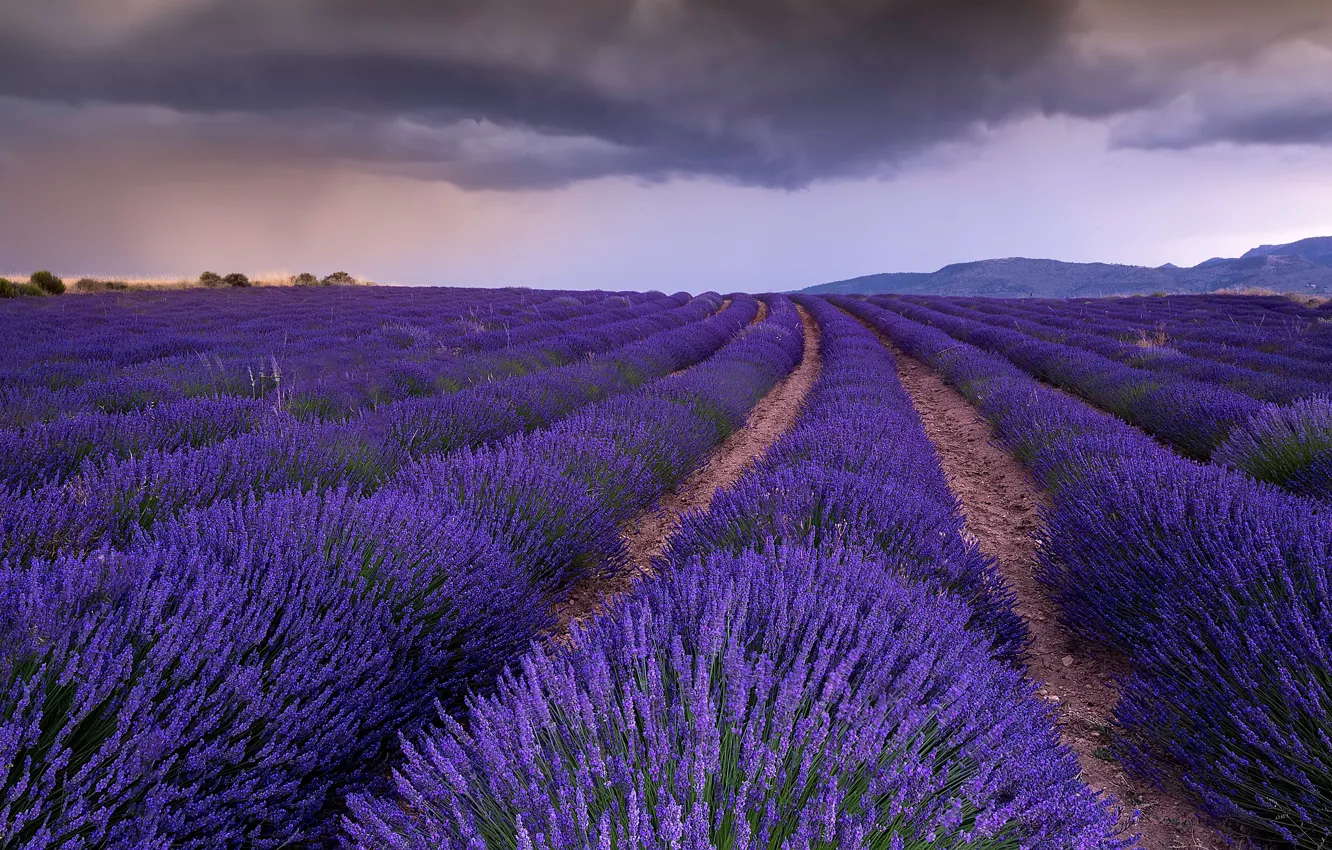 Photo wallpaper field, the sky, flowers, clouds, overcast, hills, perspective, France