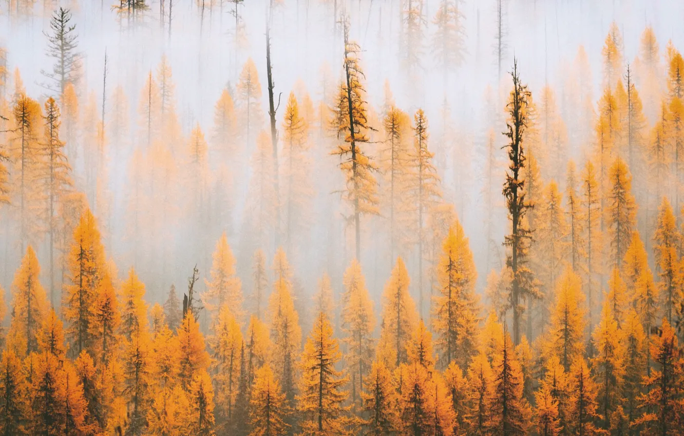 Photo wallpaper autumn, trees, nature, fog, morning