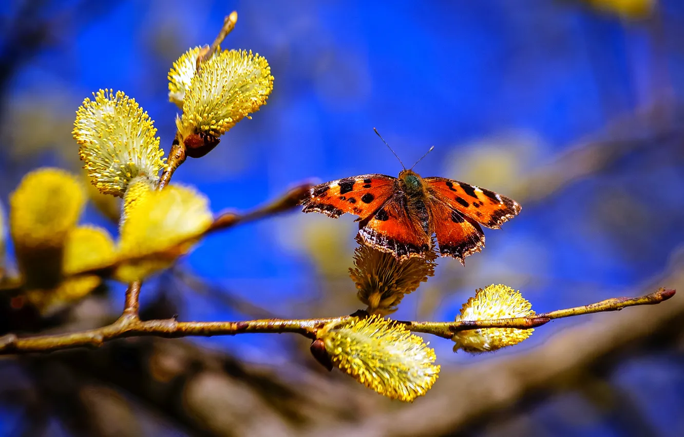 Photo wallpaper the sky, branches, nature, butterfly, spring, Verba