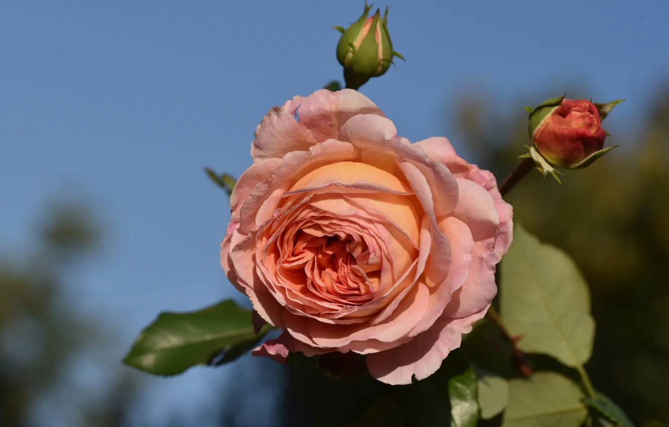 Photo wallpaper flower, background, pink, rose, garden, Bud, peach