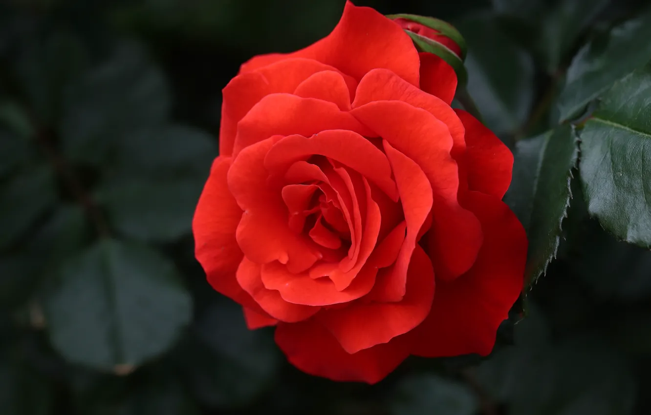 Photo wallpaper red, roses, scarlet