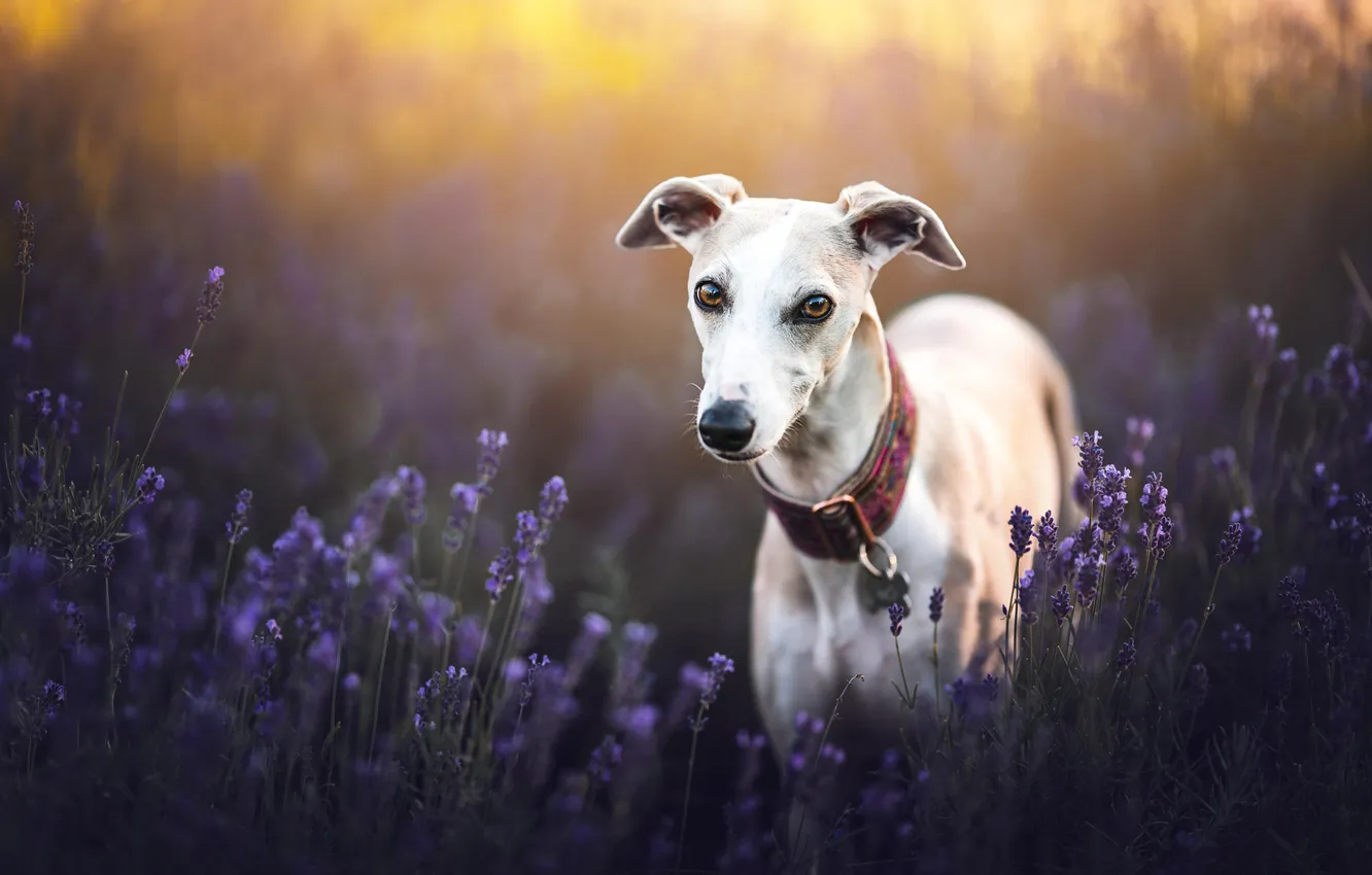 Photo wallpaper look, flowers, nature, pose, dog, face, lavender, Whippet