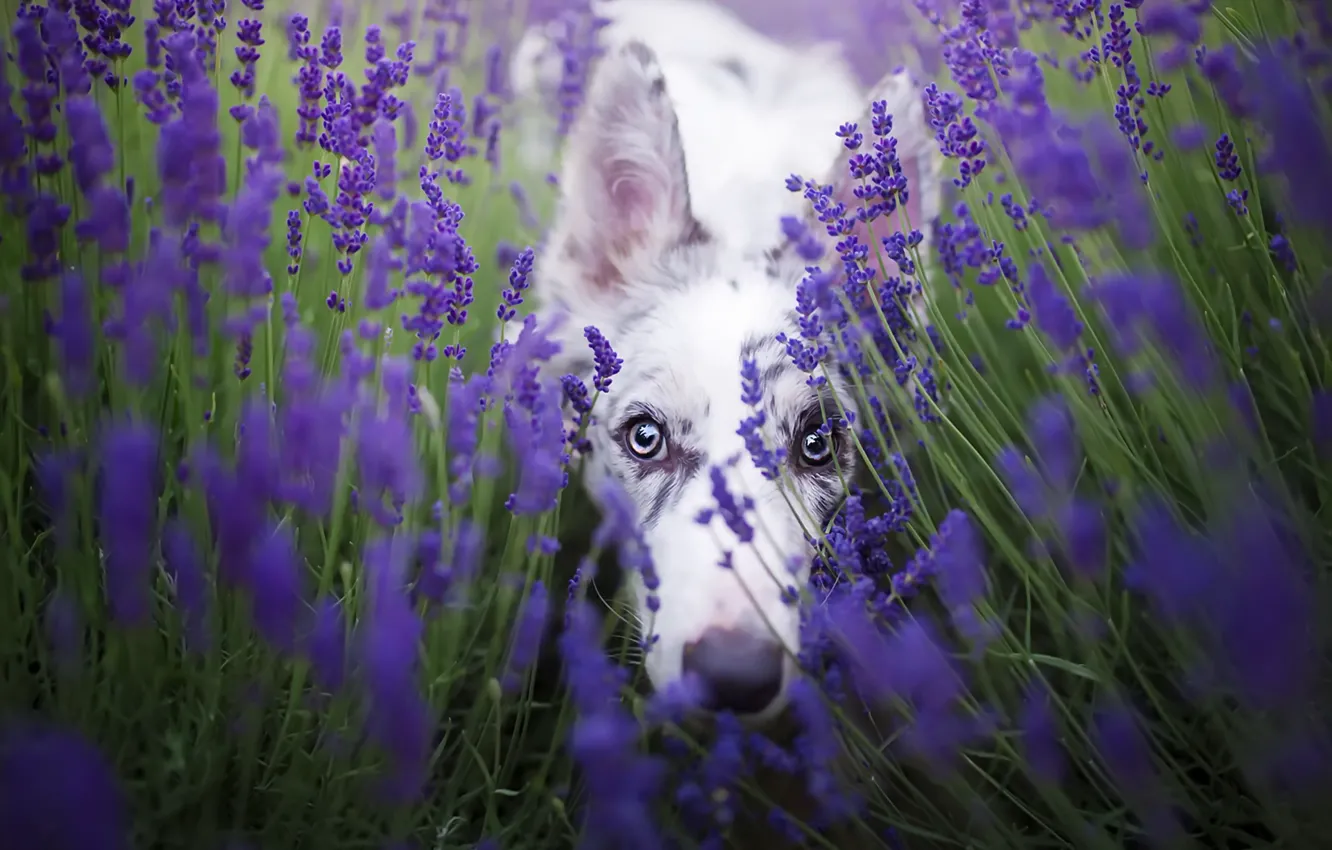 Photo wallpaper look, each, dog, lavender