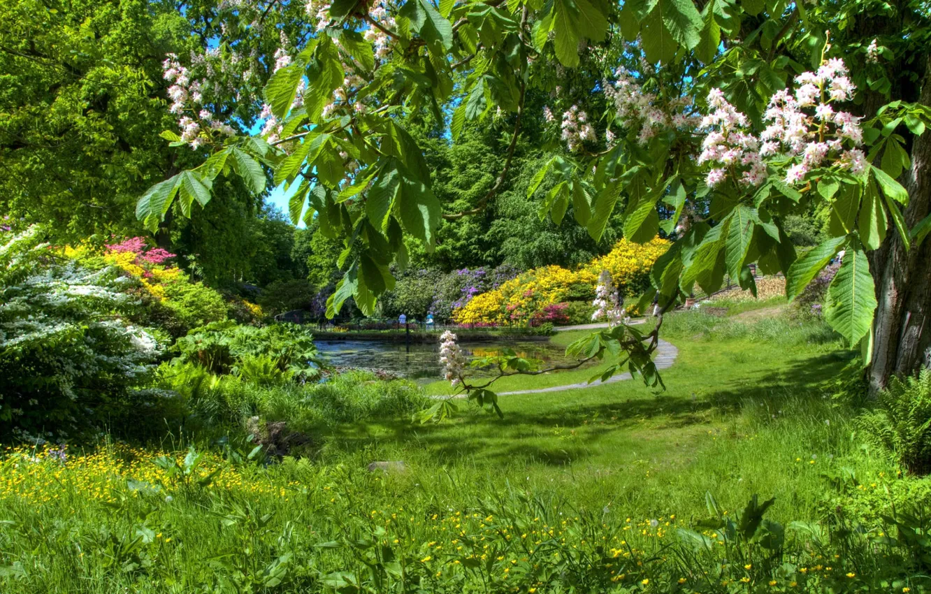 Photo wallpaper greens, grass, nature