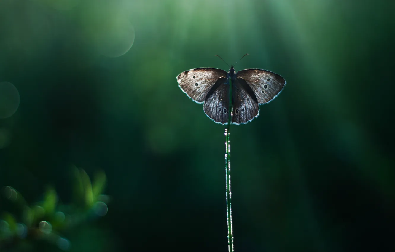 Photo wallpaper rays, glare, background, butterfly, reed