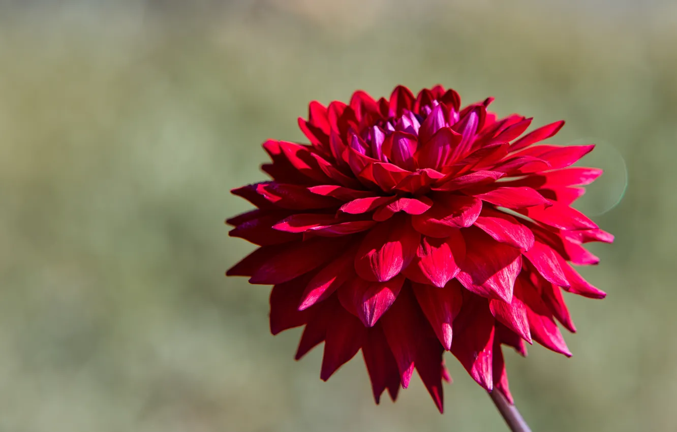 Photo wallpaper flowers, red, background, dahlias