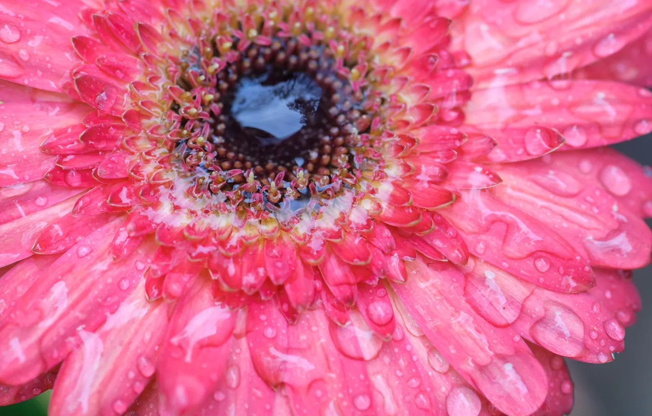 Photo wallpaper flower, water, drops, Rosa, petals, gerbera