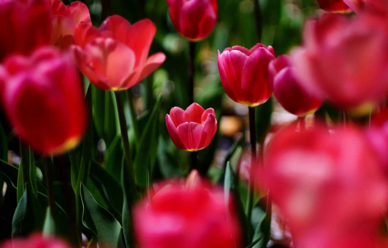 Photo wallpaper flowers, spring, tulips, red, buds, flowerbed, bokeh