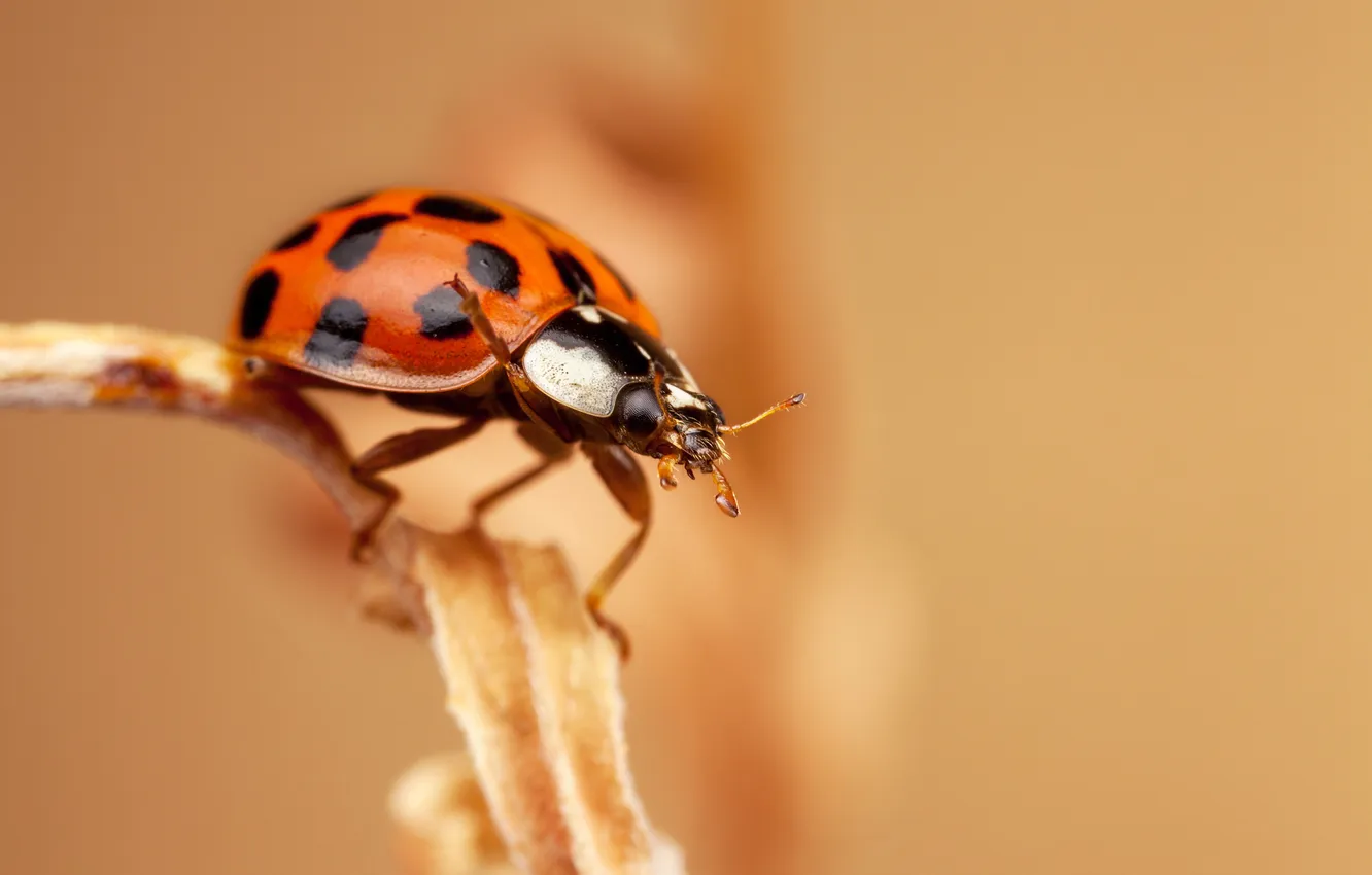 Photo wallpaper ladybug, insect, a blade of grass, bokeh
