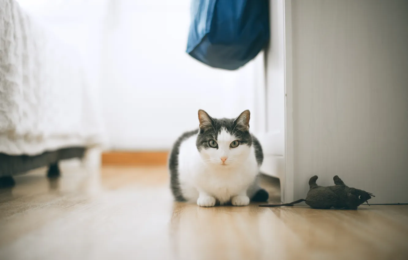 Photo wallpaper cat, animal, floor
