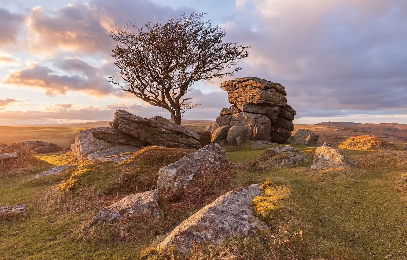 Photo wallpaper trees, nature, stones