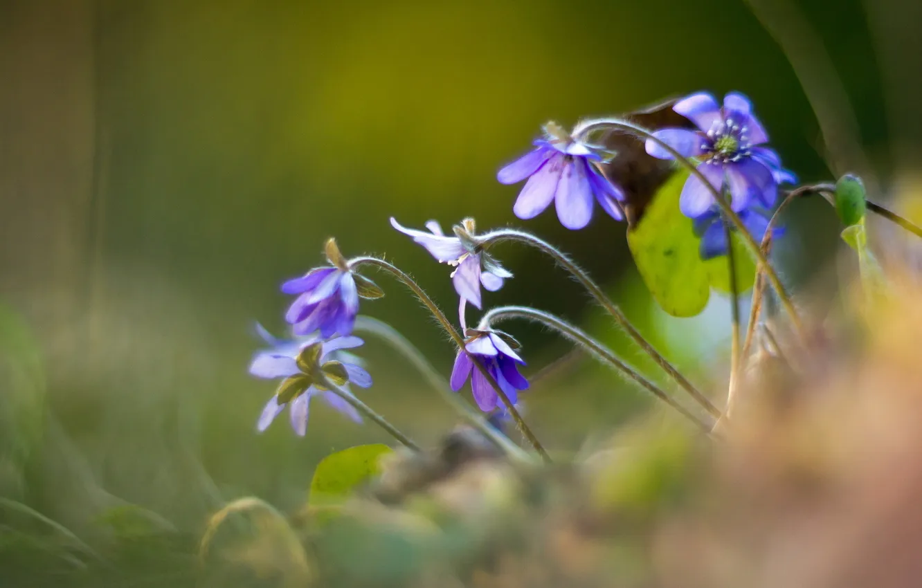 Photo wallpaper flowers, nature, Hepatica