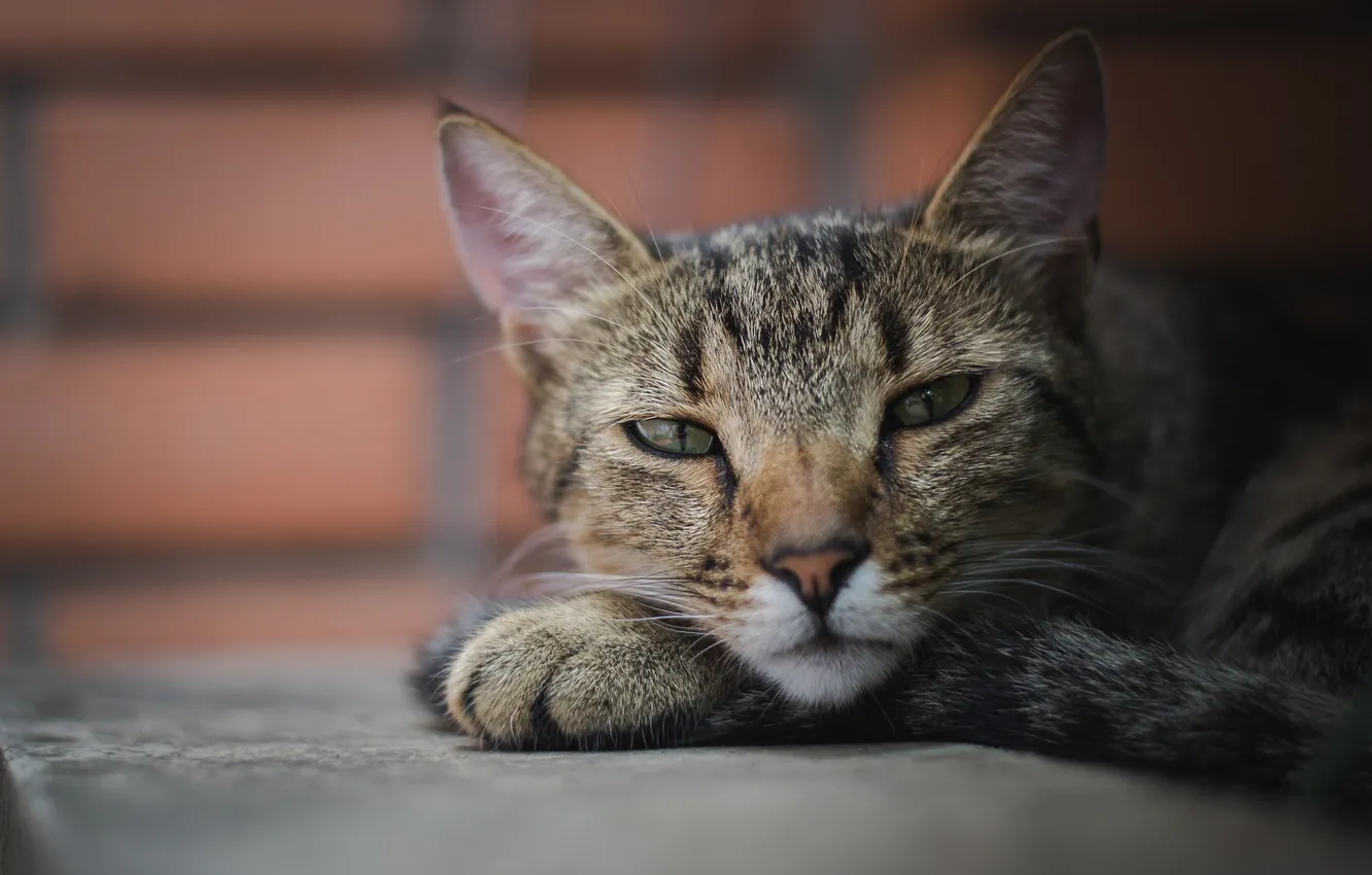 Photo wallpaper cat, grey, background, stay, portrait, striped