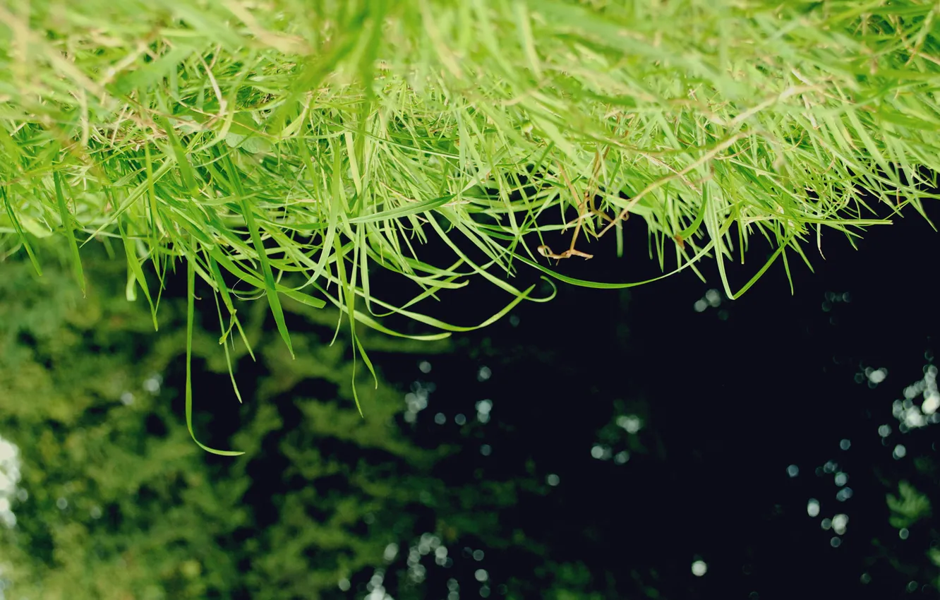 Photo wallpaper greens, grass, macro, trees, upside down