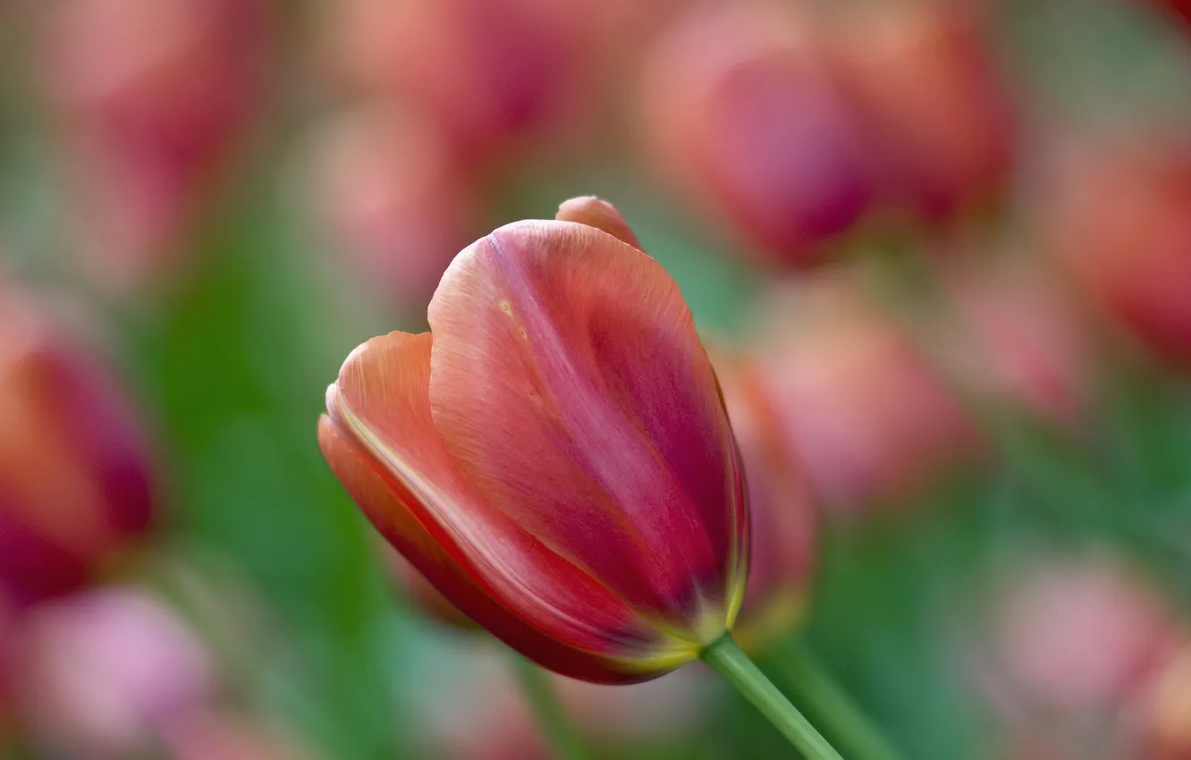 Photo wallpaper one, tulips, razmytost, clear