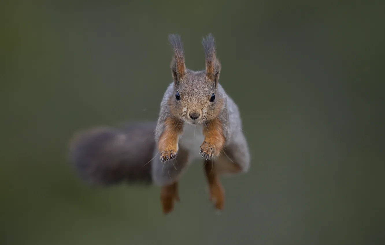Photo wallpaper flight, pose, background, jump, legs, protein, muzzle, tail