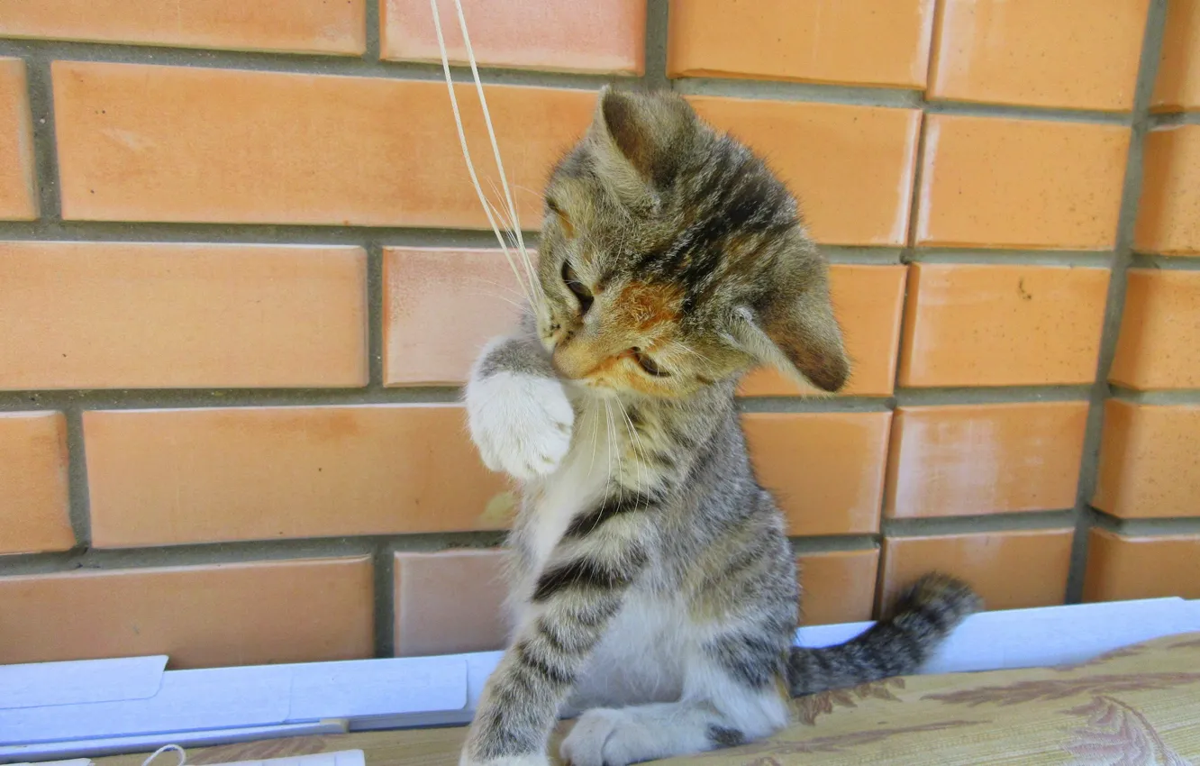 Photo wallpaper cat, the game, kitty, thread, meduzanol ©