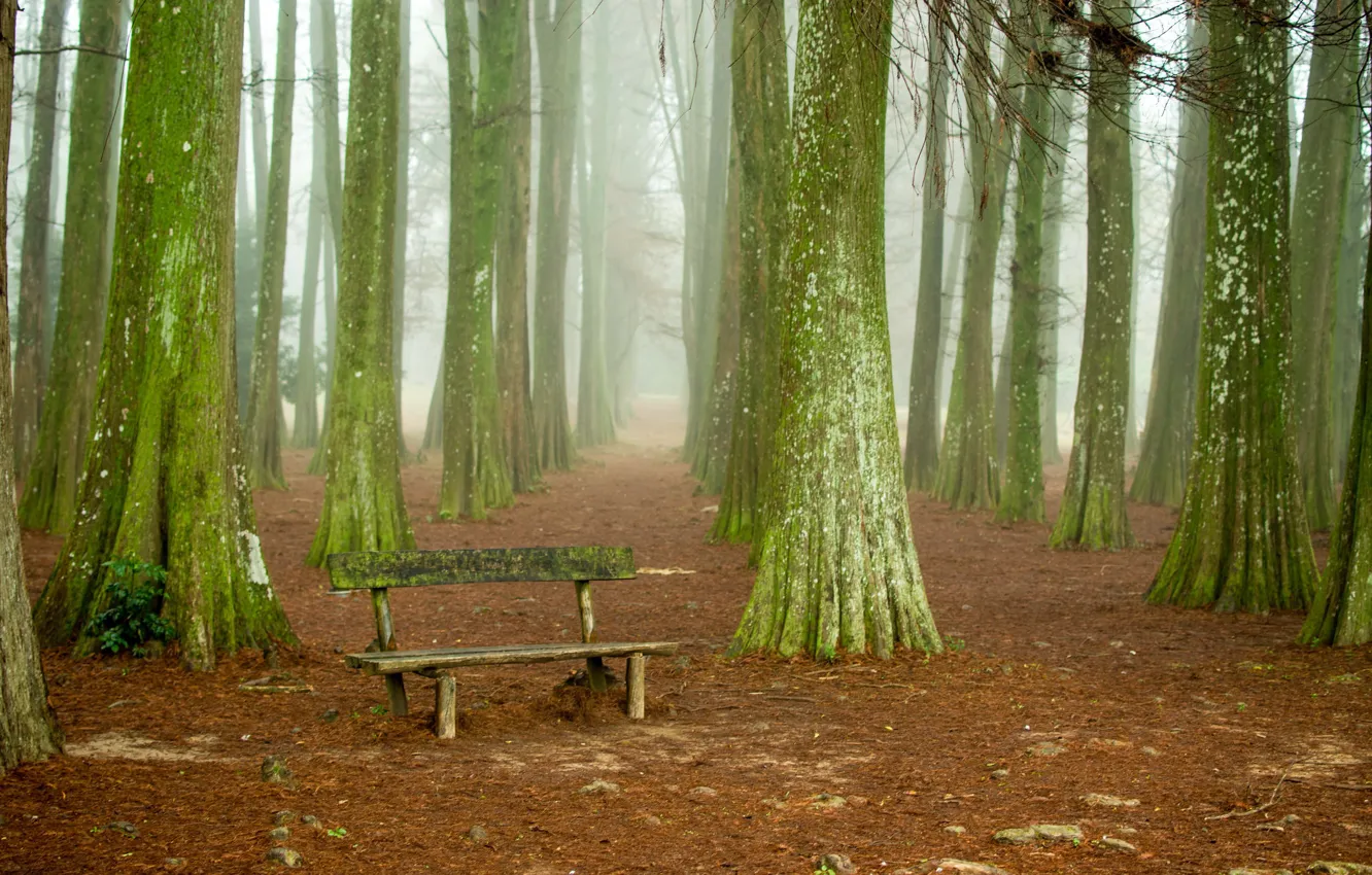 Photo wallpaper trees, nature, bench