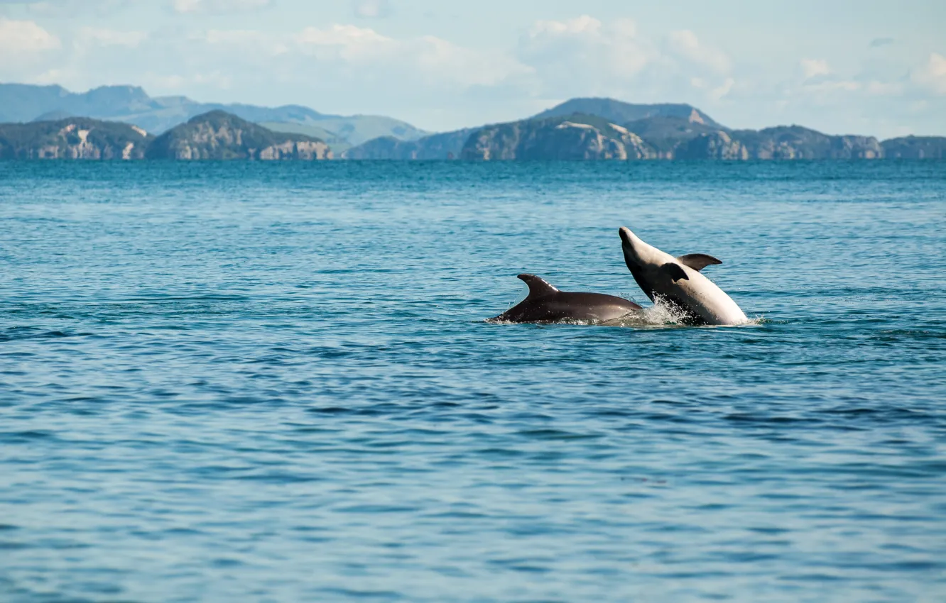 Photo wallpaper sea, playing, enjoying, dolphins