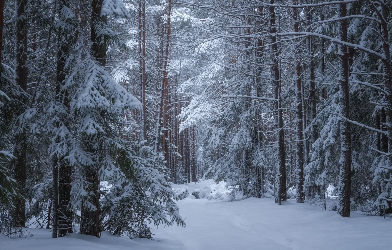 Photo wallpaper forest, snow, nature, twilight, Evgeny Smolsky