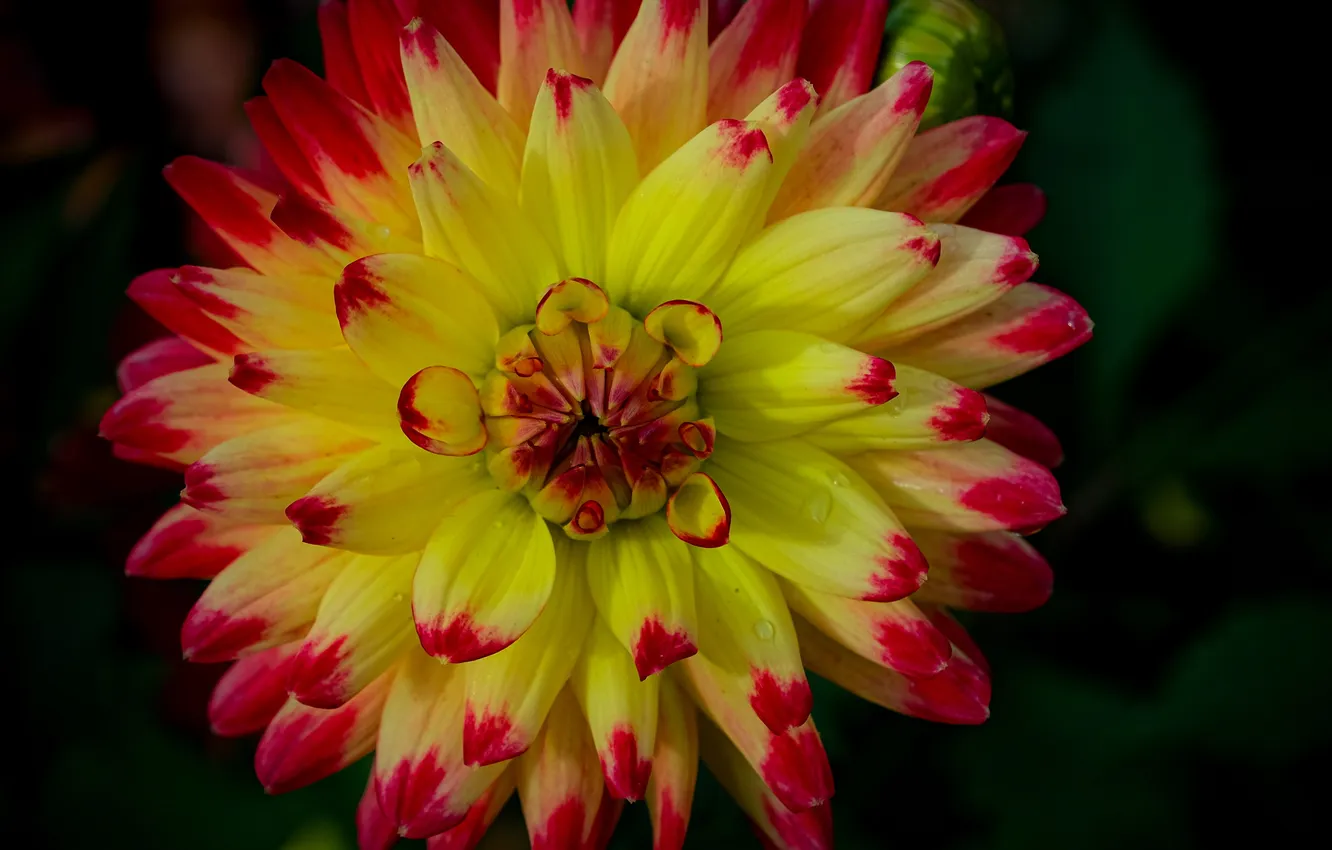 Photo wallpaper flowers, dahlias, yellow-red