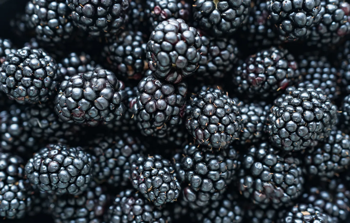 Photo wallpaper berries, a lot, BlackBerry