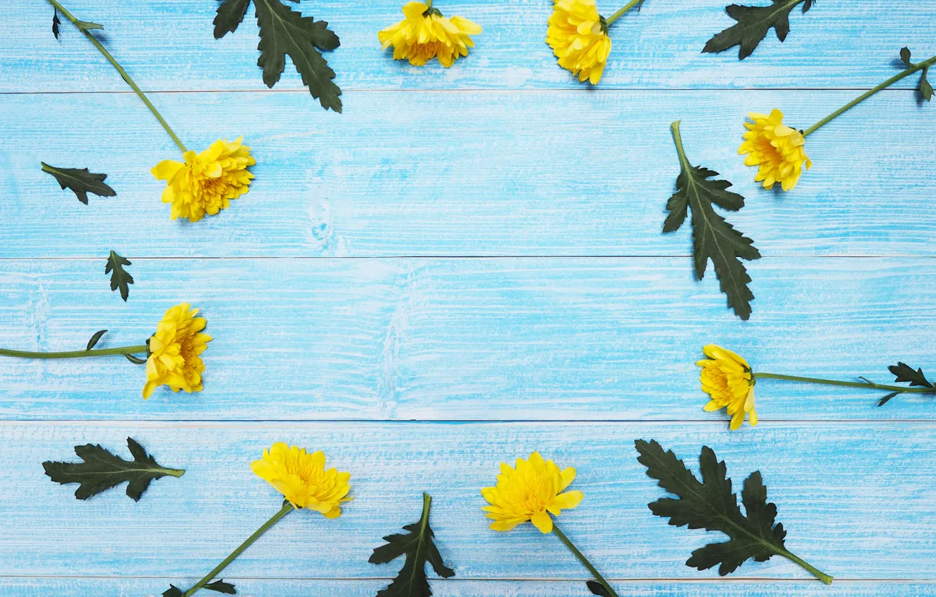 Photo wallpaper flowers, yellow, chrysanthemum, yellow, wood, blue, flowers