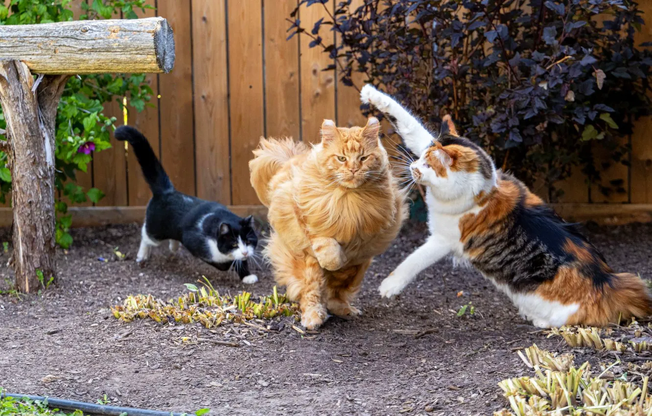 Photo wallpaper cat, cat, look, nature, pose, face