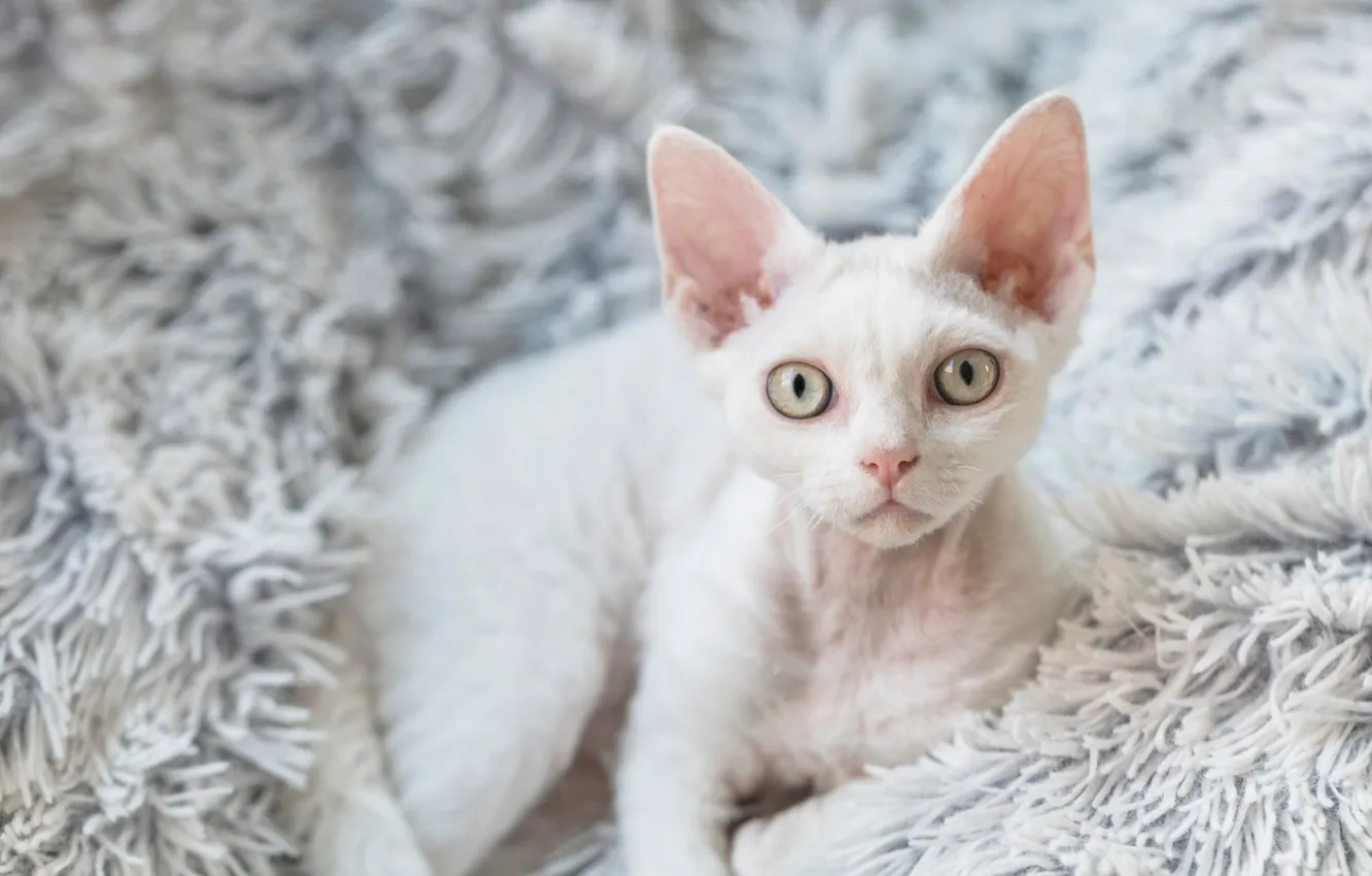 Photo wallpaper cat, cat, look, pose, face