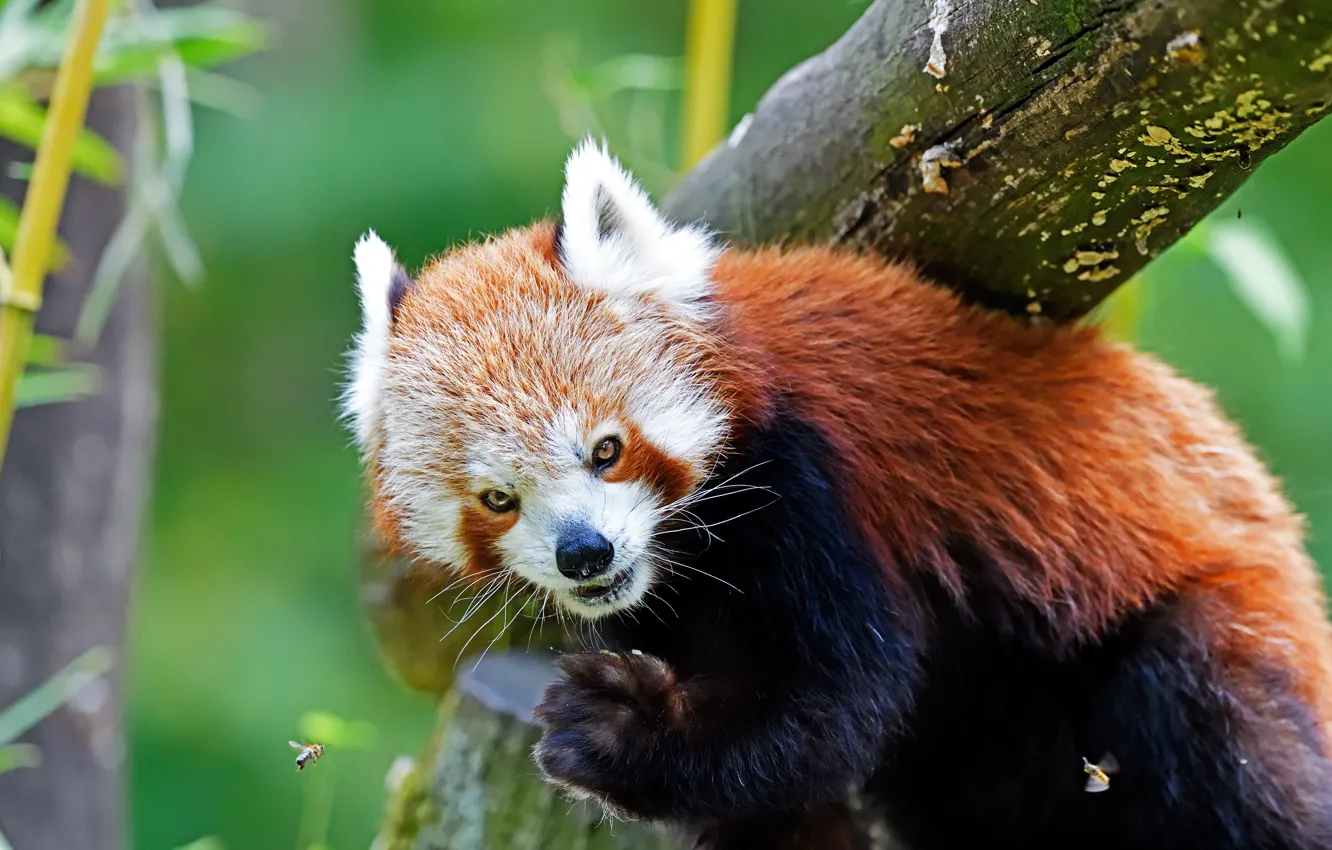 Photo wallpaper look, insects, nature, pose, tree, red Panda, log, face