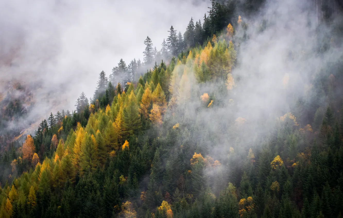 Photo wallpaper autumn, forest, mountains, fog, morning, slope