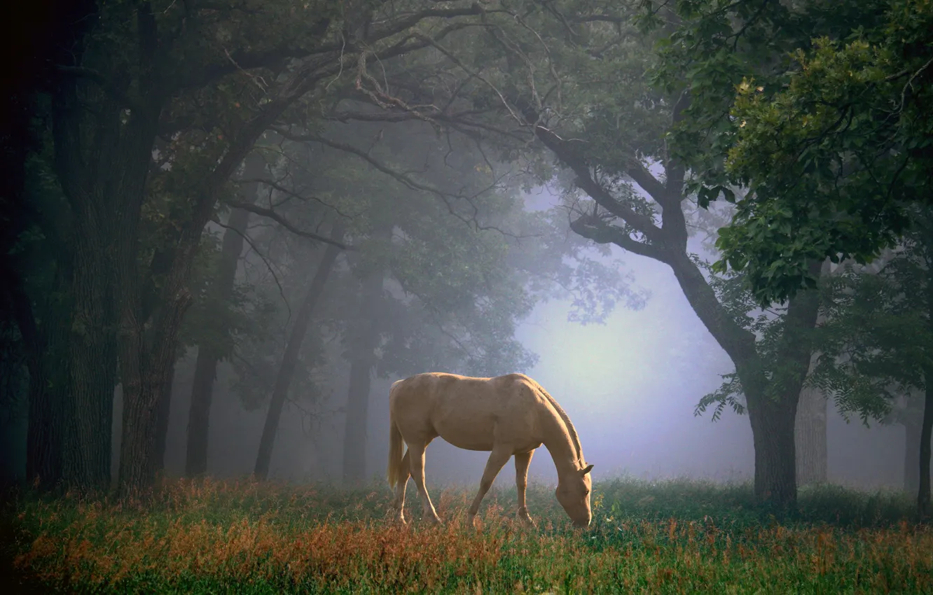 Photo wallpaper forest, summer, grass, trees, branches, nature, fog, Park