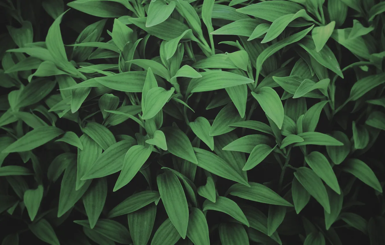 Photo wallpaper greens, leaves, plants, host