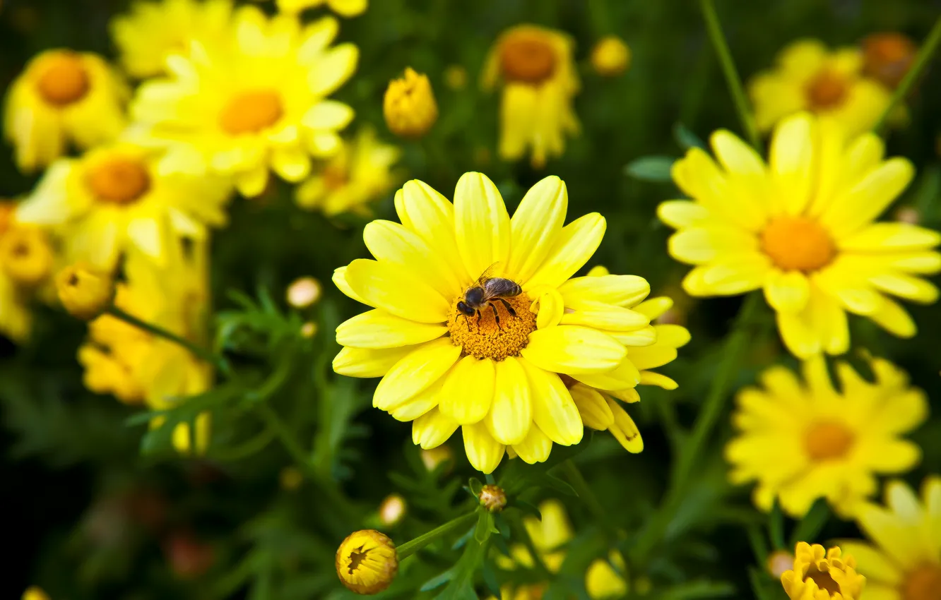 Photo wallpaper flowers, bee, petals, meadow, insect