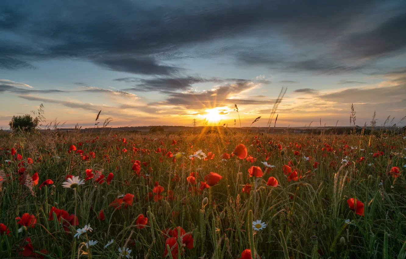 Photo wallpaper the sun, flowers, Maki, meadow