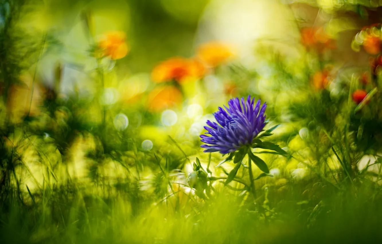 Photo wallpaper flower, summer, grass, macro, flowers, nature, Astra, bokeh
