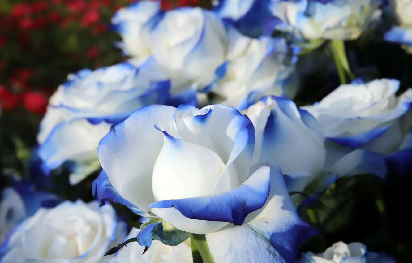 Photo wallpaper macro, flowers, blue, roses, petals, garden, buds, the bushes
