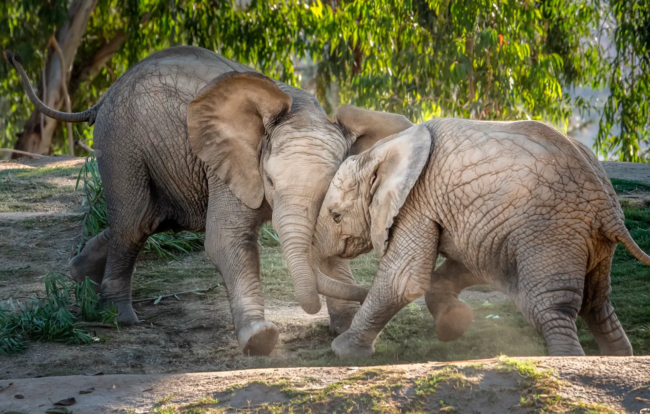 Photo wallpaper the game, baby, elephant