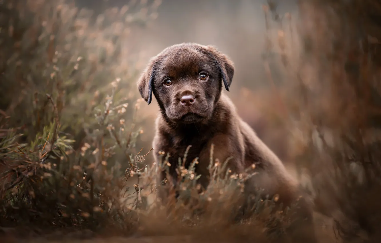 Photo wallpaper look, branches, nature, pose, sweetheart, portrait, dog, blur