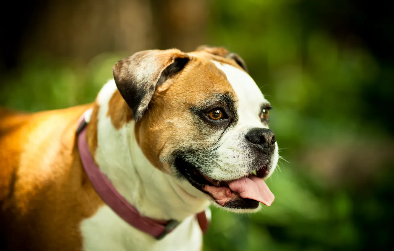 Photo wallpaper look, background, dog