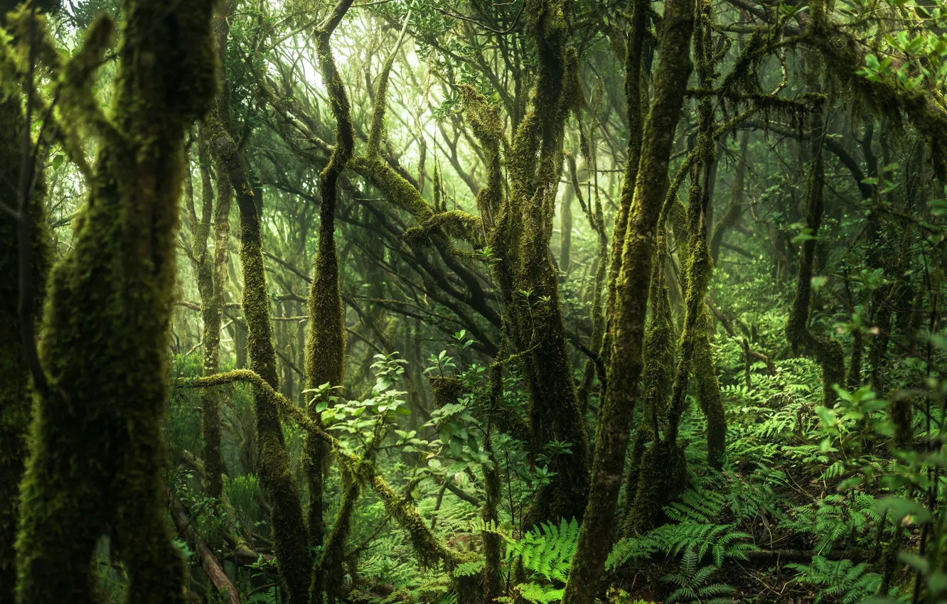 Photo wallpaper Spain, Tenerife, Anaga Forest, Anaga