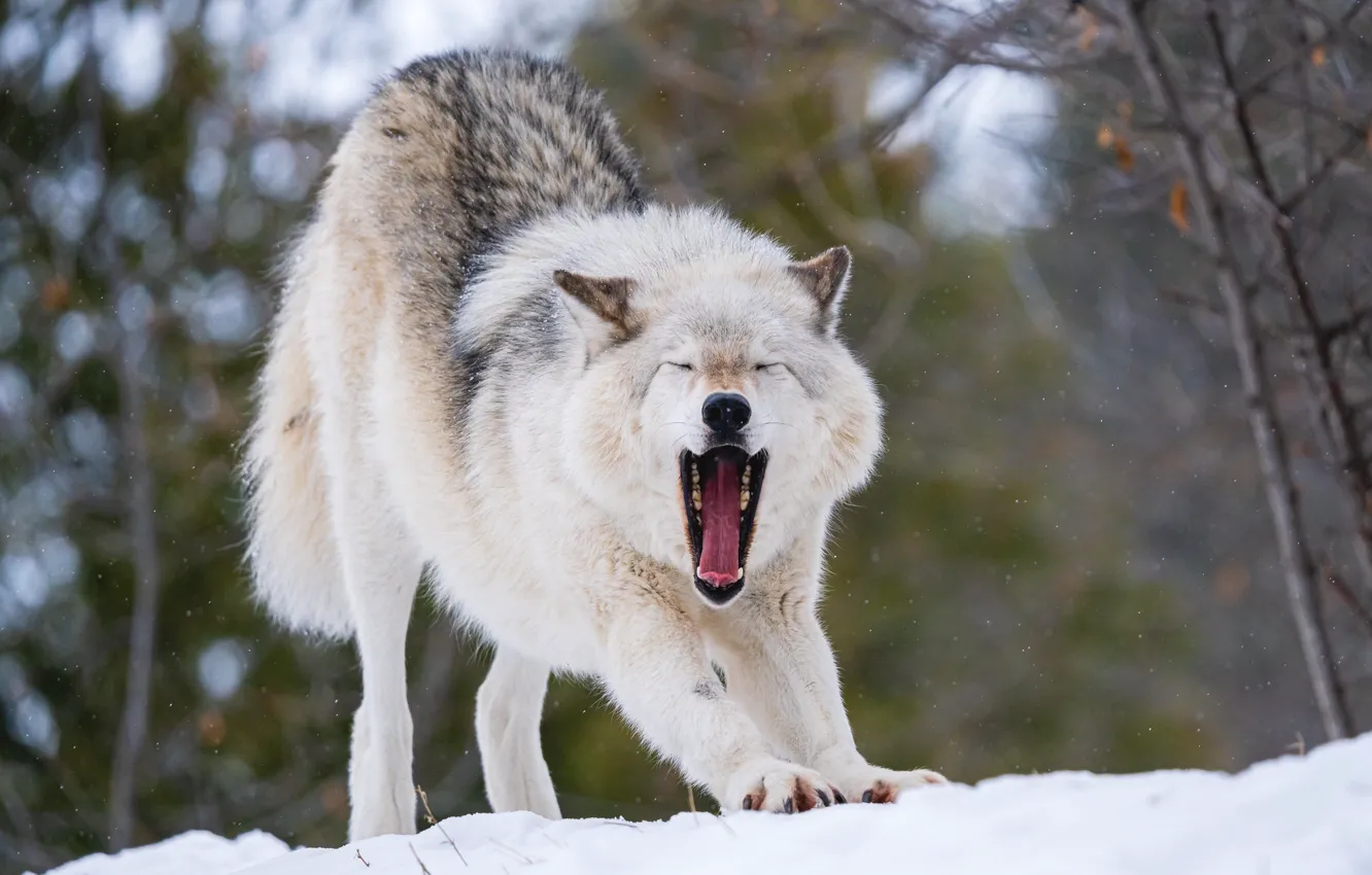 Photo wallpaper winter, snow, wolf, predator, yawns