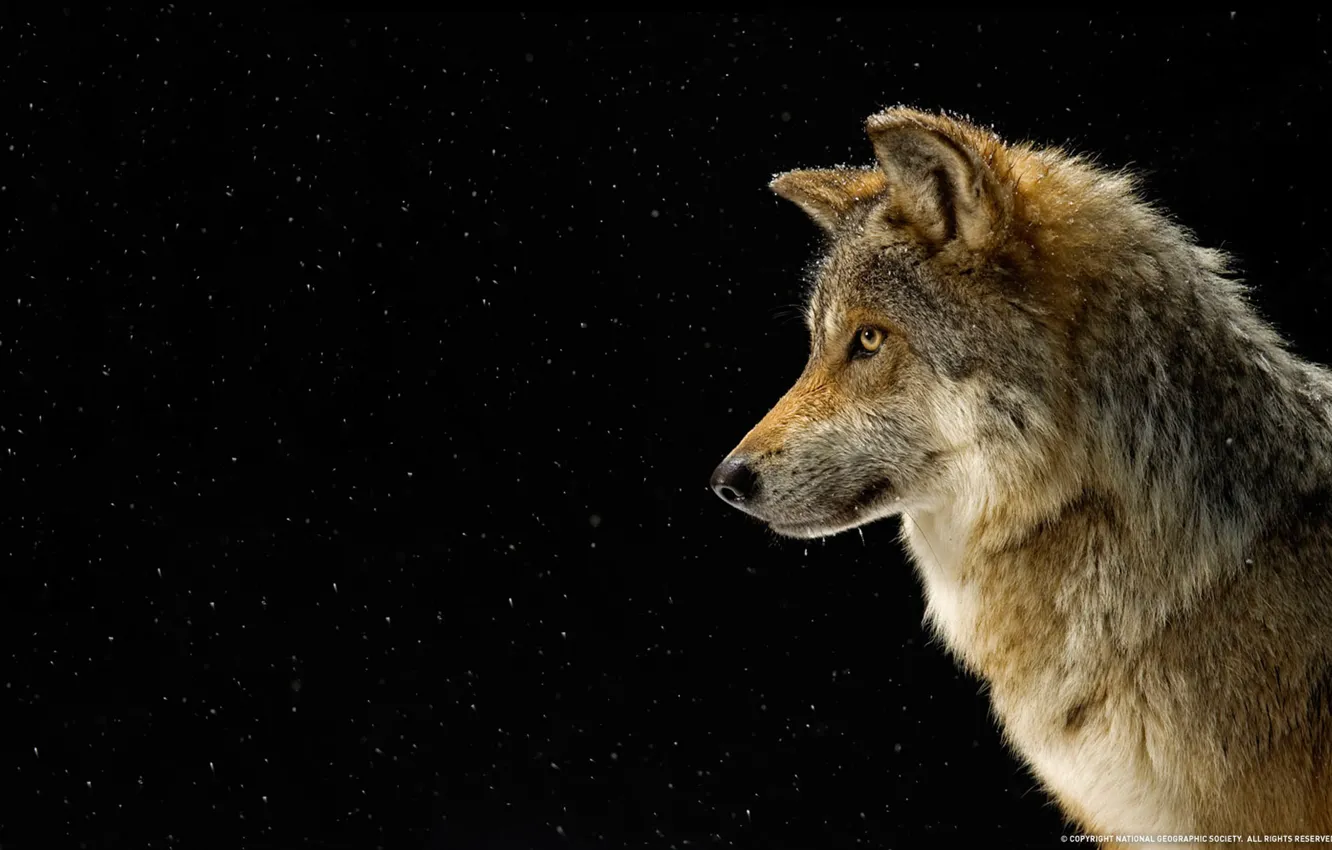 Photo wallpaper snow, wolf, profile, national geographics
