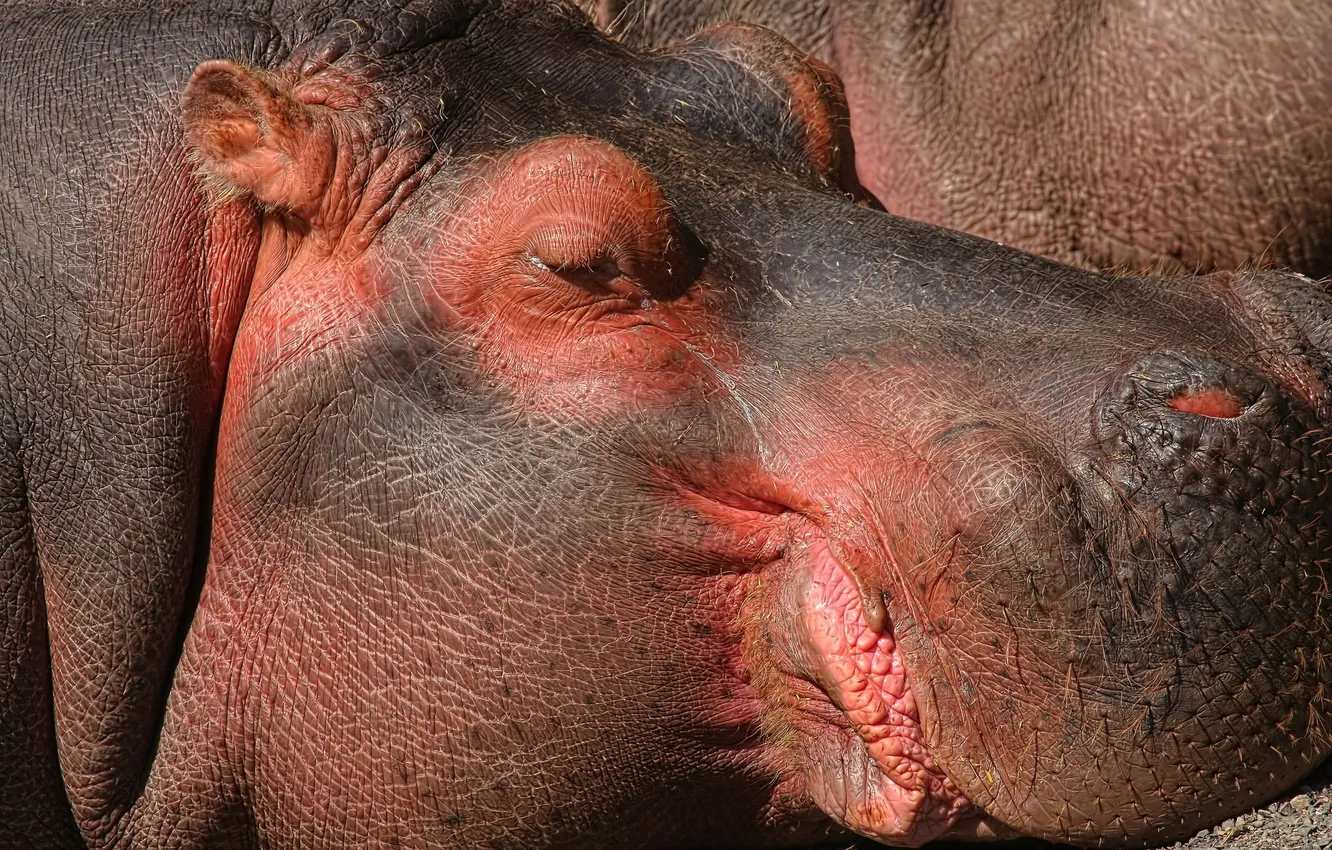 Photo wallpaper Hippo, Africa, Hippo