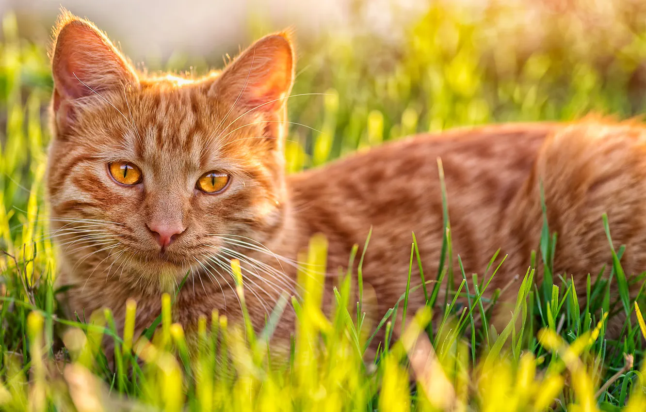 Photo wallpaper cat, grass, cat, red, Kote