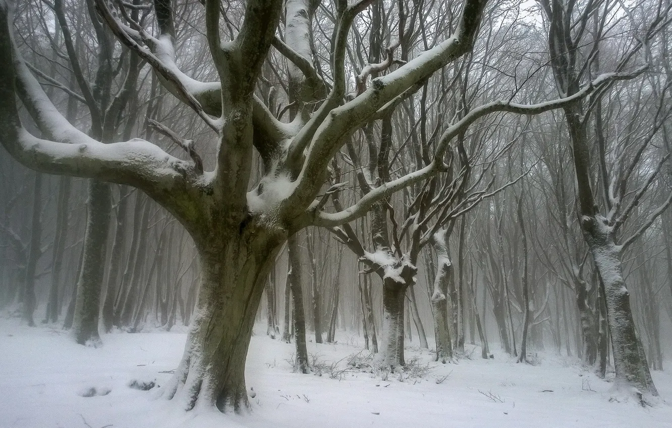 Photo wallpaper autumn, forest, snow, trees